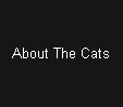 About The Cats