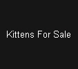 Kittens For Sale
